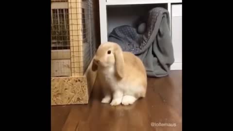 poor rabbit, huhuu sad
