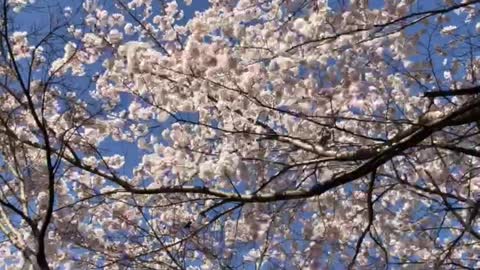 Cherry blossoms swaying in the wind on a spring day
