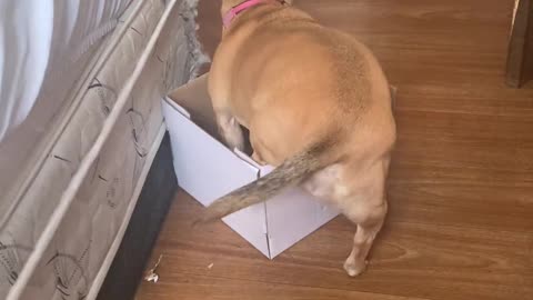 Cardboard Box Doesn't Make Good Doggy Bed