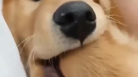 cute dog biting his hand