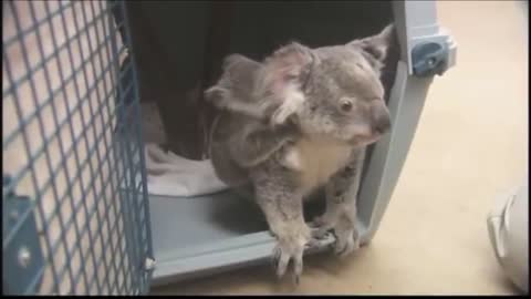 Baby Koala Bears Playing & Climbing