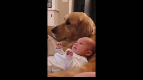 Cute moment between this labrador and baby! 😍