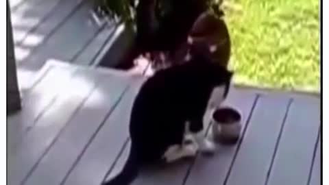 Raccoon steals food from a cat