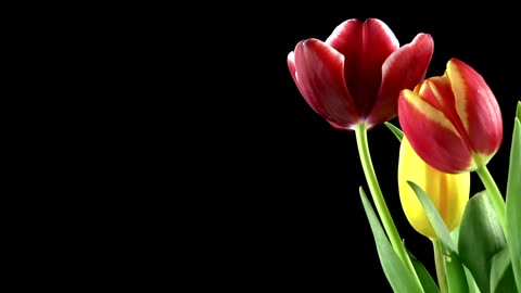 Red tulips on black background