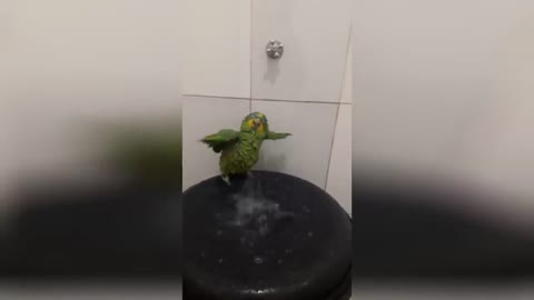 the parrot is swimming