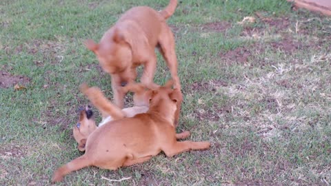 Dogs Playing With Each Other