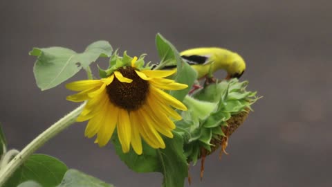 Feasting on Sunflowers