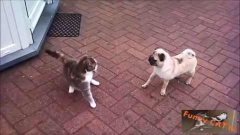 Cats andDogs Meeting Each other For The First Time