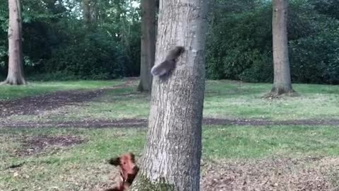 Dog VS. Squirrel Who Will Win? LOL