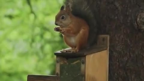 A Squirrel Eating Nuts
