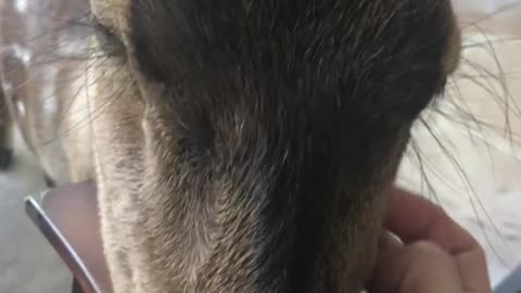 A axis deer gets some love