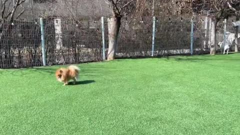 A puppy who smells the lawn on a sunny day. Pomeranian.