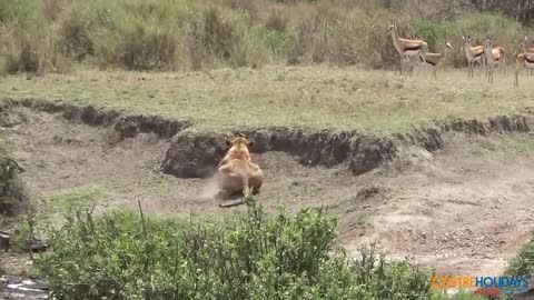 Deer Lucky Escape From Lion