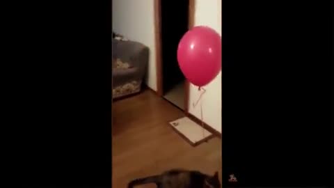 Cats reaction to play balloons