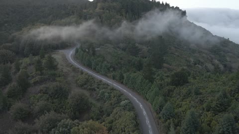 Top View of a Road in the Forest