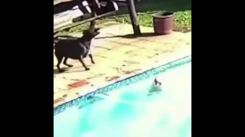 Dog Saves Another Dog In Pool