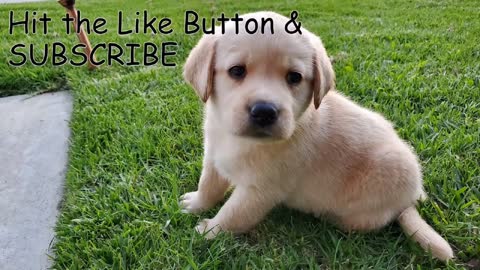 Labrador puppy Training to speech