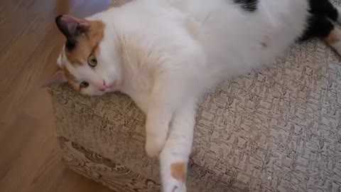 The Ultimate Viral Cat Video