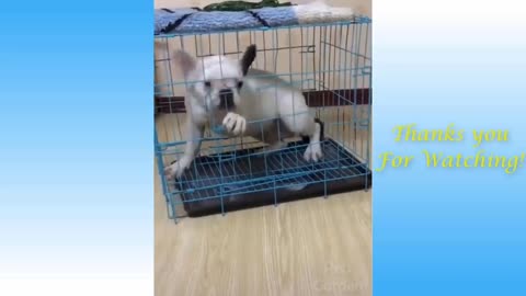 Funniest Animals - Best Of The Funny Animal Videos.. 🤣🐶