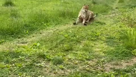 Panther enjoy sliding