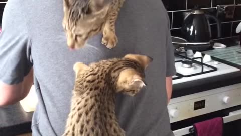 The cat climbs on the man's back