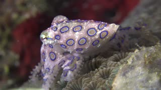 🌊🐙 Diver Encounters Blue-Ringed Octopus Crawling Over Coral Reef, Revealing Vivid Blue Rings! 🌌