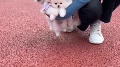cute and funny dogs video compliation 2021 #shorts
