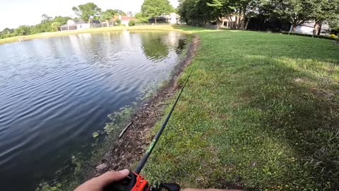 Topwater FROG Fishing HIDDEN Creeks for BIG BASS!!!