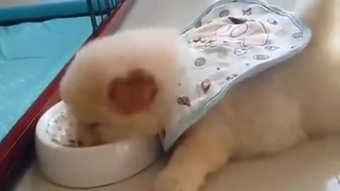 Feeding time for world's laziest puppy
