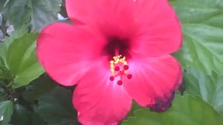 The red hibiscus flower shows all the beauty and glamor for the camera [Nature & Animals]