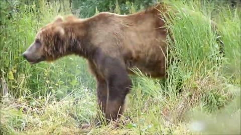Kodiak brown bears hunting and playing at a wildlife refuge in Alaska