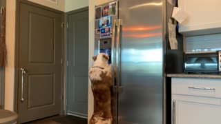 Smart Dog Uses Ice Cube Dispenser