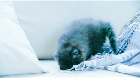 A Pet Kitten Playing With A Blanket In The Sofa