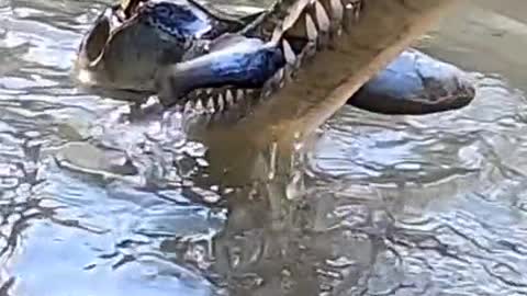 Crocodiles