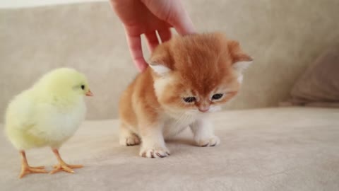 Lovely kittens moments with a tiny chicken