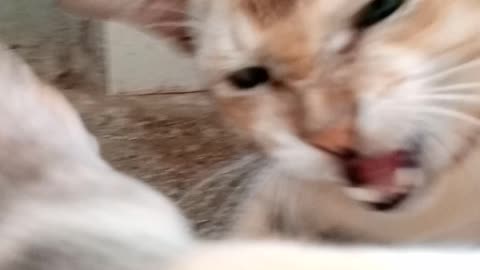 Capture video when two cats fight