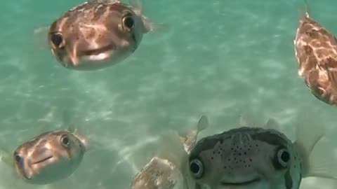 Funny-looking puffer fish fascinated by diver's camera