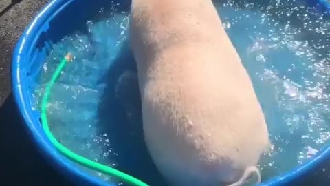 A pig is bathing happily