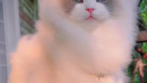 Cute Cat