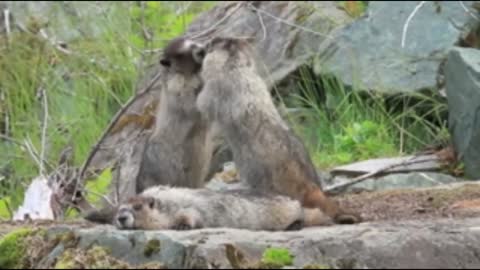 Beautiful Marmots playing in nature