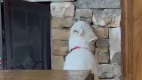 White puppy loves licking the stone!