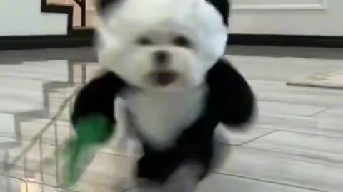 Hey,panda dog!