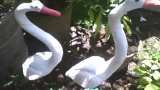 2 white stone geese in the flower shop, a beautiful work of art [Nature & Animals]