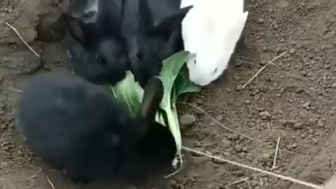 Rabbit funny