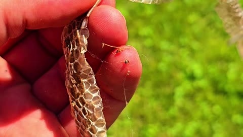 Snakeskin found in a meadow.