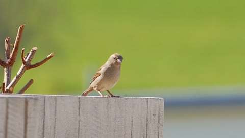 little bird hopping