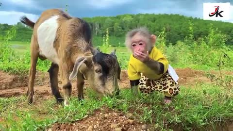 cute monkey playing in the garden with the goat