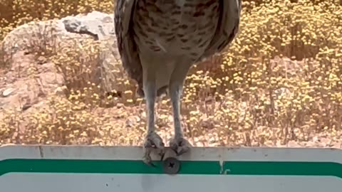 Burrowing Owl Uses All the Body Language