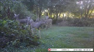 Backyard Trail Cam - 6 Deer