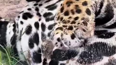 BIG Jaguar Belly! SO CUTE